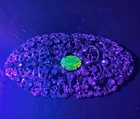 Art Deco Czech Rainbow Paste Rhinestone Vaseline Uranium Uv Glass Brooch Pre-owned. Price: $86.00.